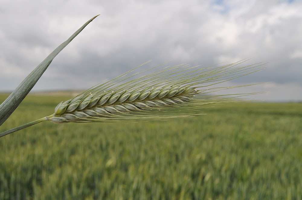 Tritordeum, a New Cereal